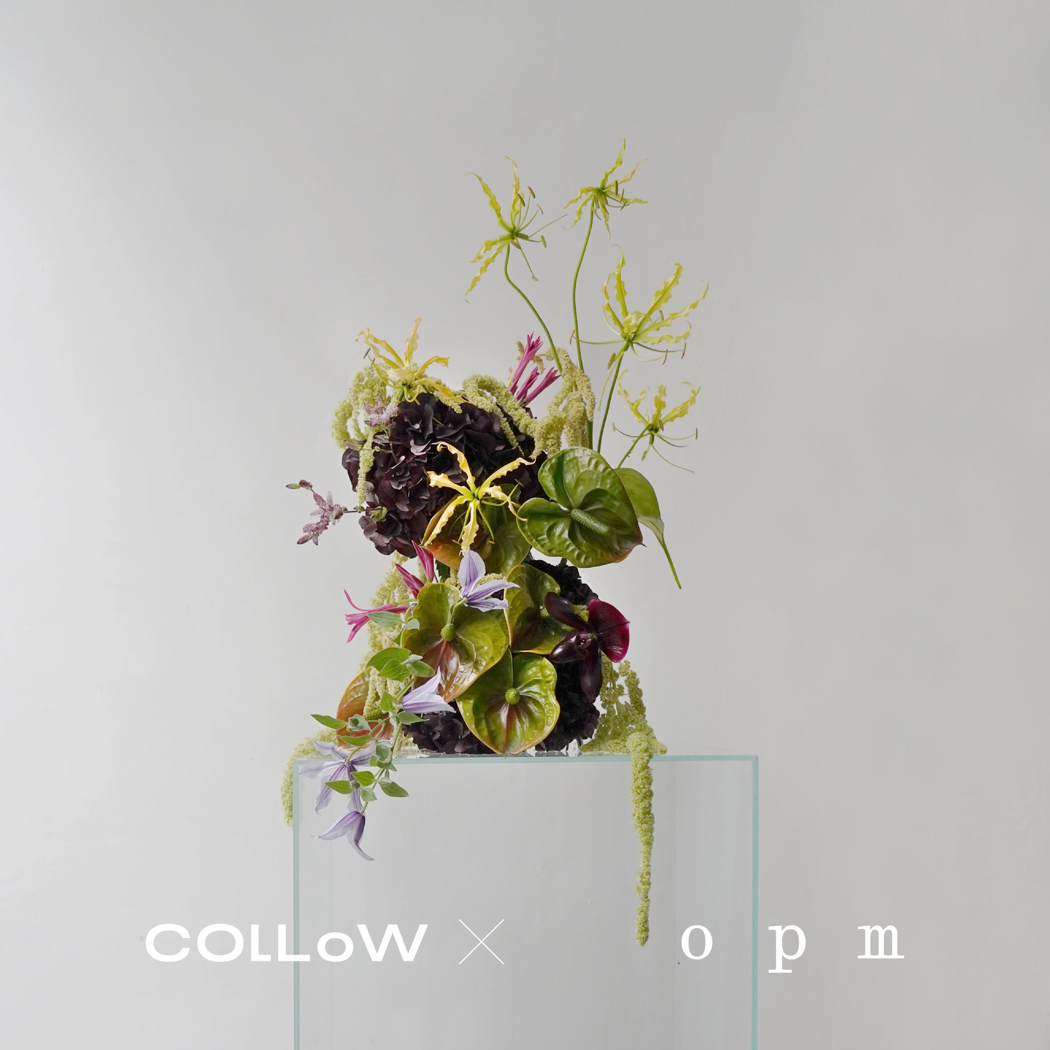 COLLoW ╳ opm 獨特鮮明的花藝風格是衷於自我的創作